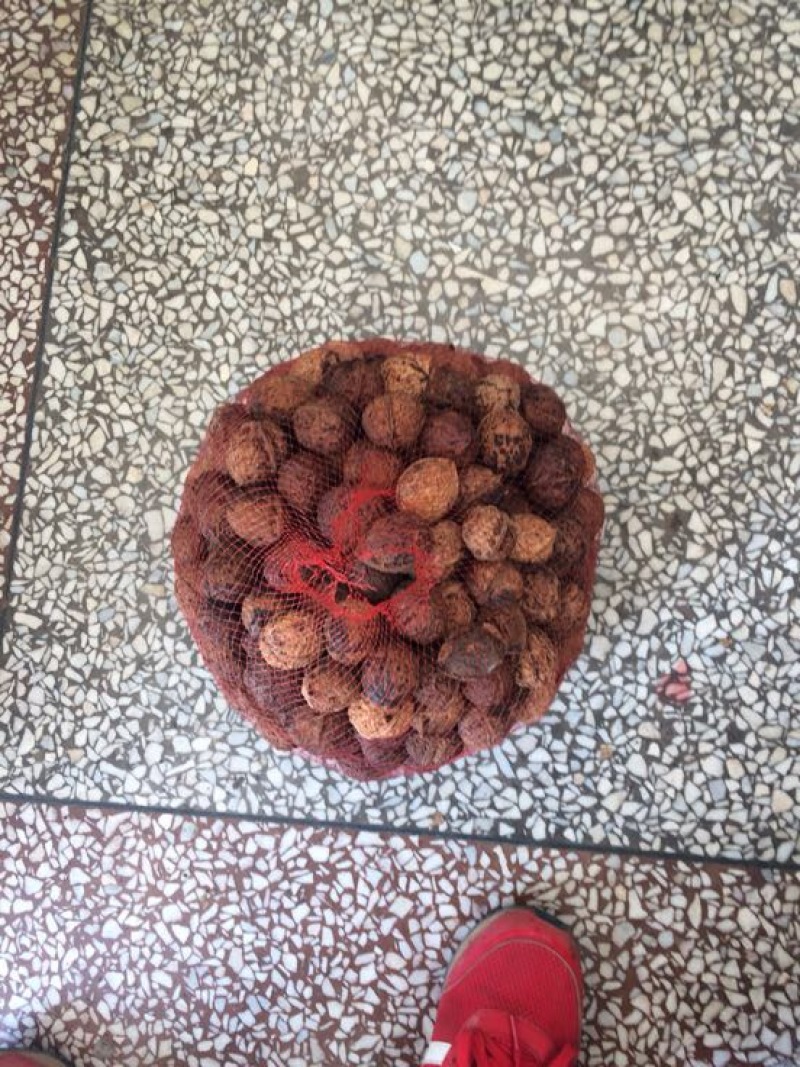 大泡核桃