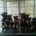 马犬精品马犬红马犬公母都有任意挑选可发货