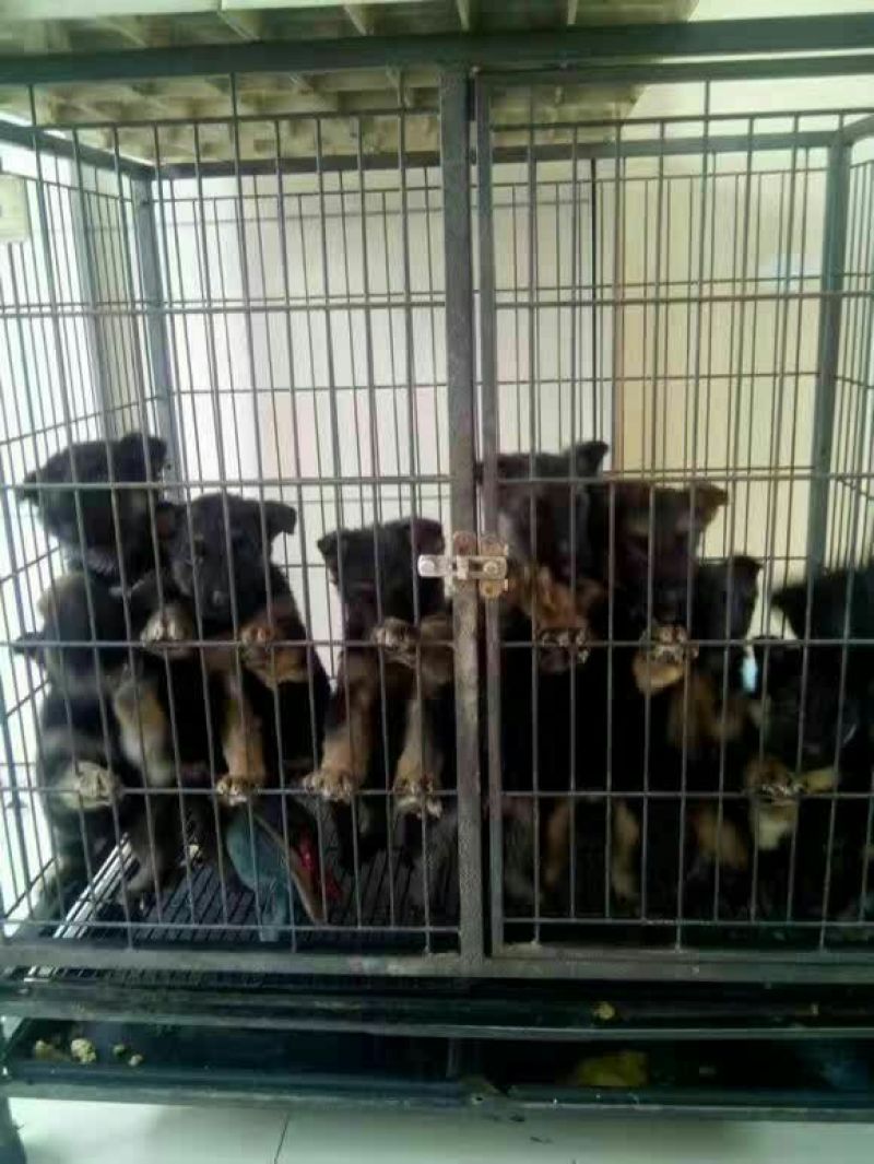 马犬精品马犬红马犬公母都有任意挑选可发货