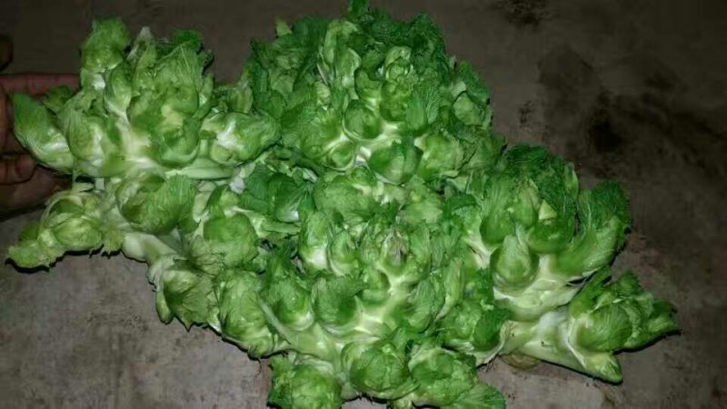 儿菜