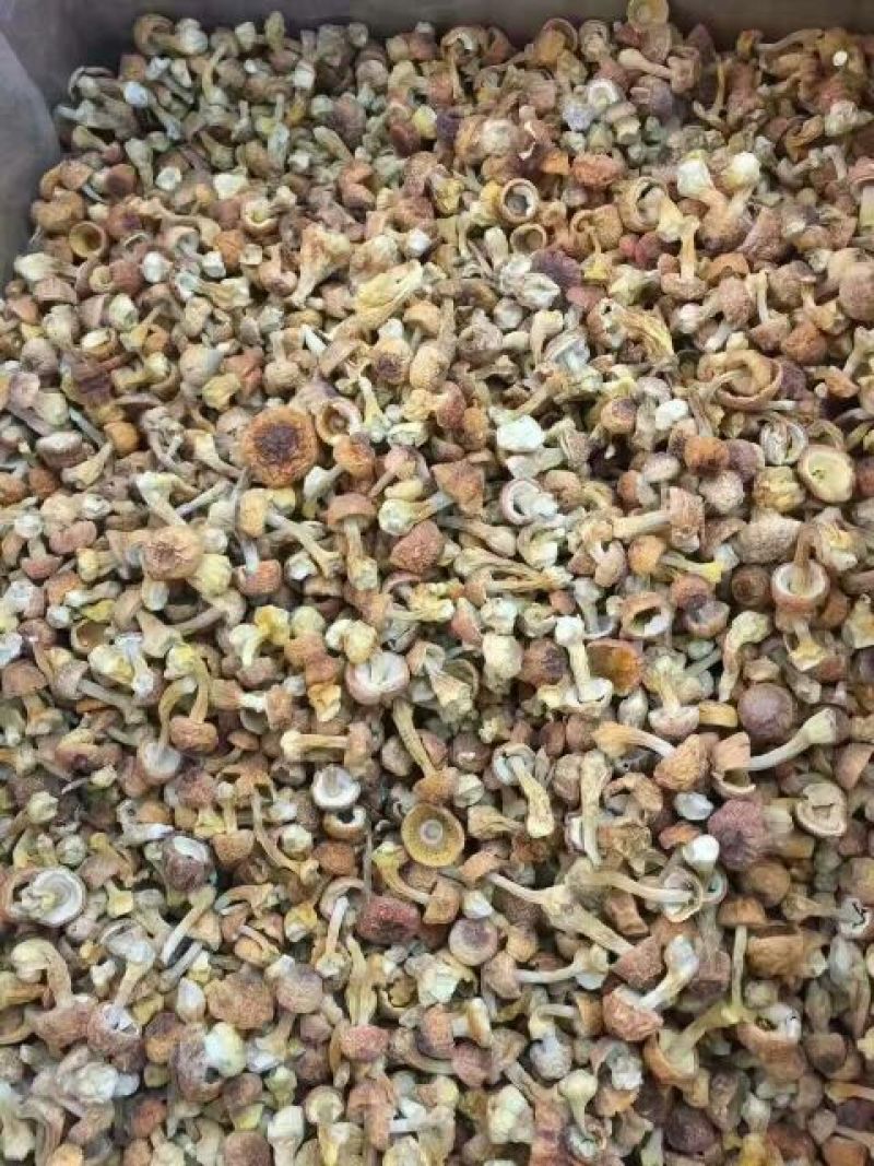 姬松茸特级具有香味煲汤味道鲜美苦杏香味