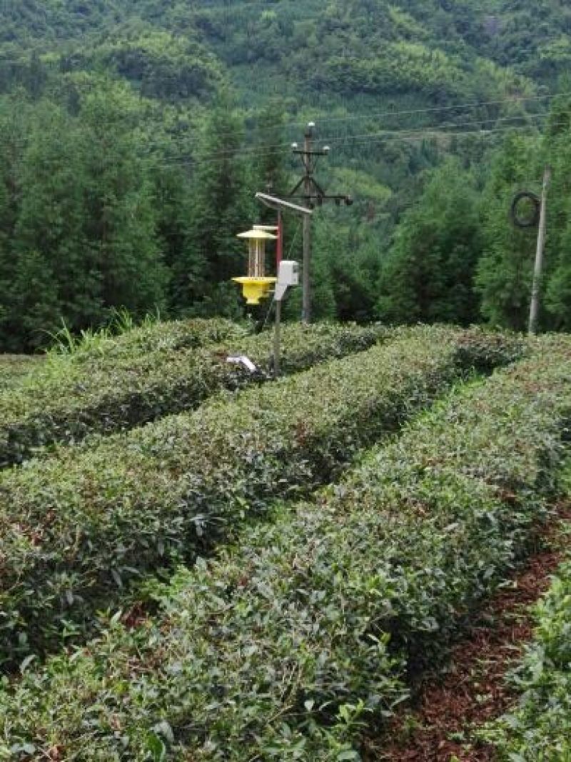 川茶二级