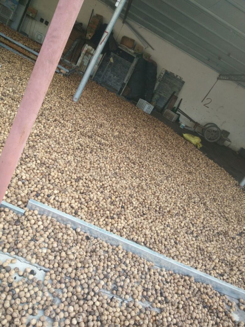 绵核桃30mm以上去皮