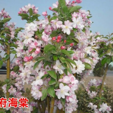 北美海棠苗80cm以上