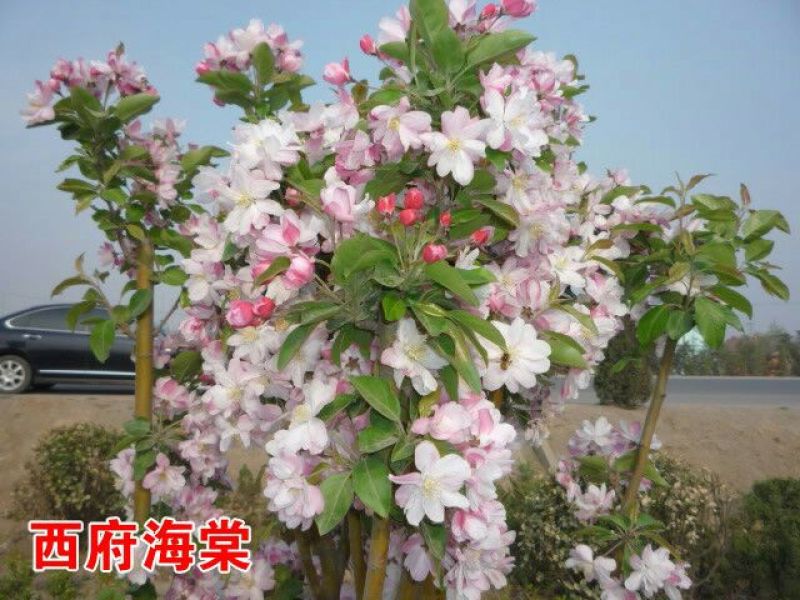 北美海棠苗80cm以上