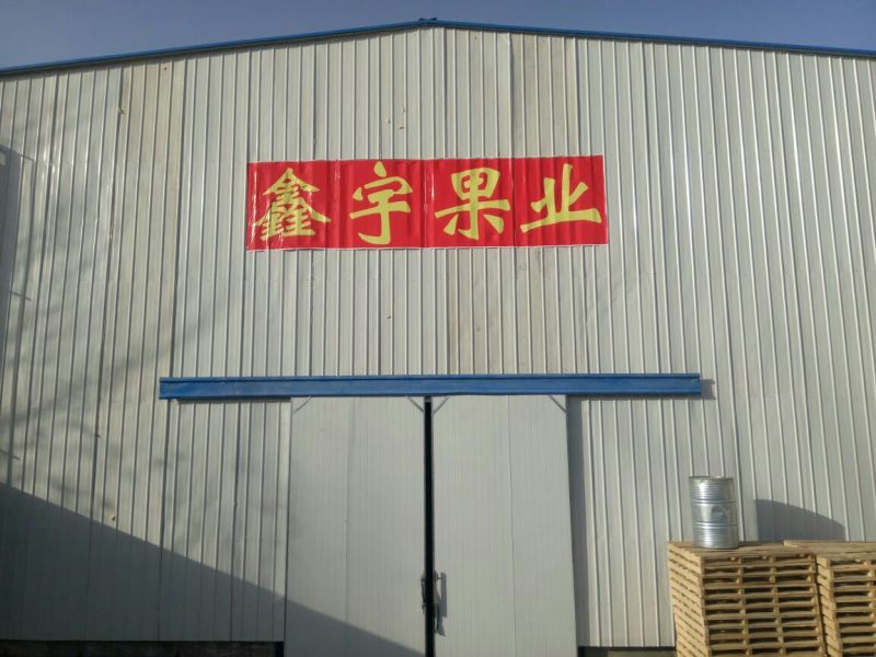 甜杏仁特级