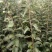 花椒苗1~2年苗，圃现挖现发产量高、包纯种、技术