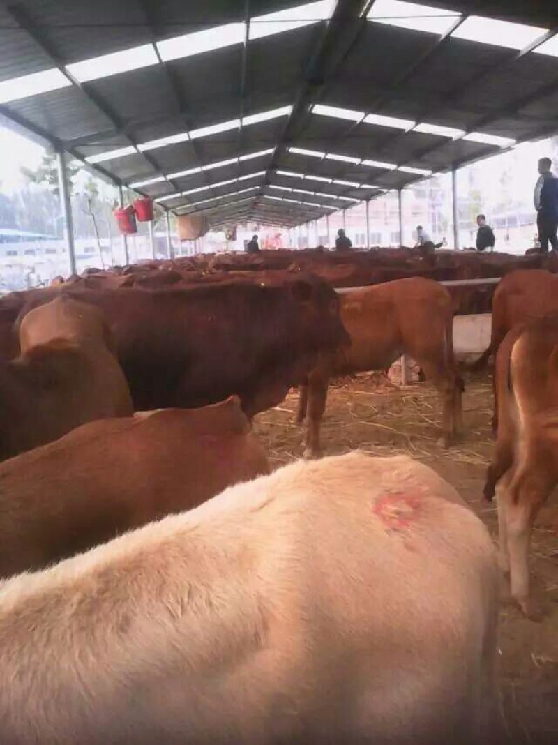 鲁西黄牛