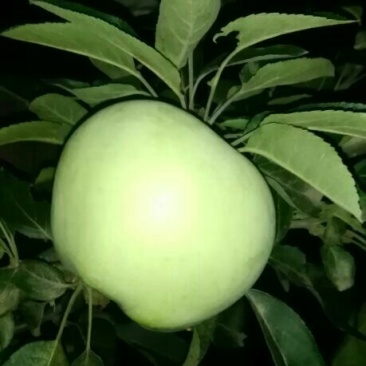 新红星苹果纸袋