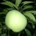新红星苹果纸袋