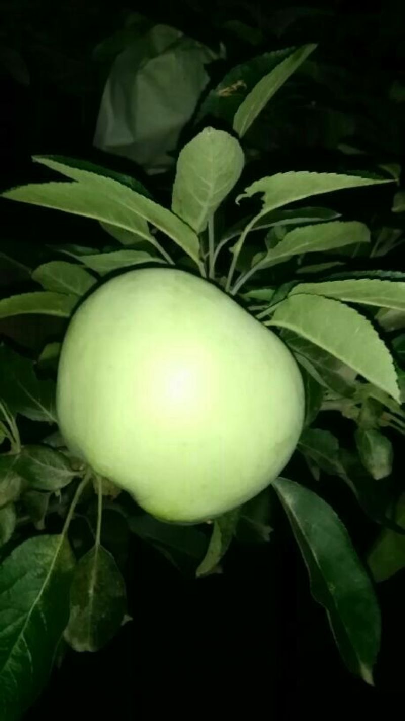 新红星苹果纸袋