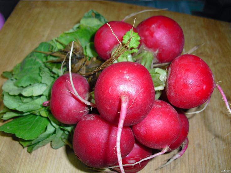 北京大兴区樱桃萝卜 0.2~1斤起批发_涂先生供