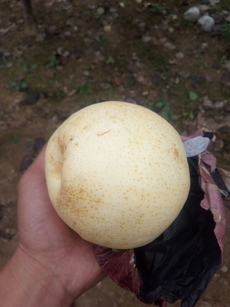 晚秋黄梨350~400g筐装