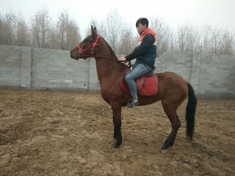 肉马