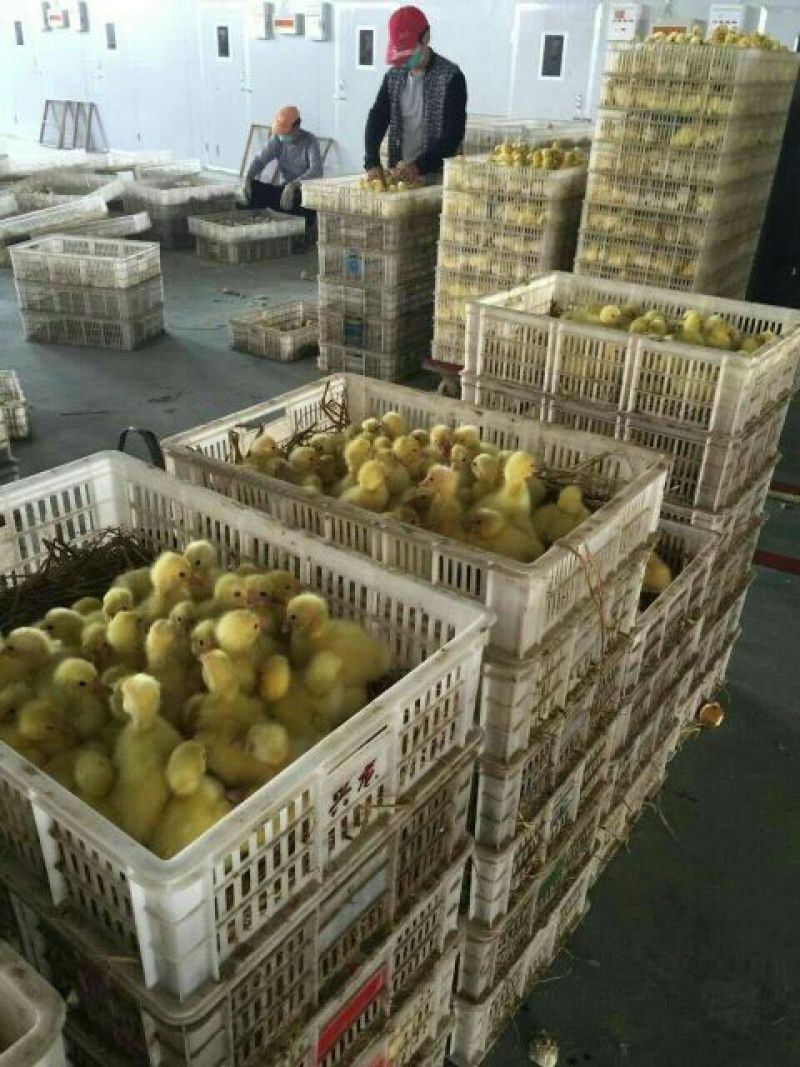 三花鹅苗250g以下