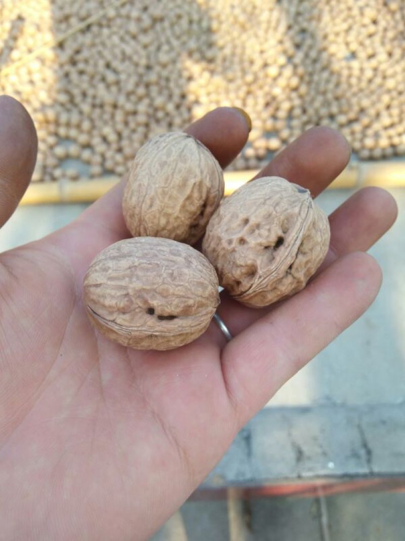 香玲核桃30mm以上去皮