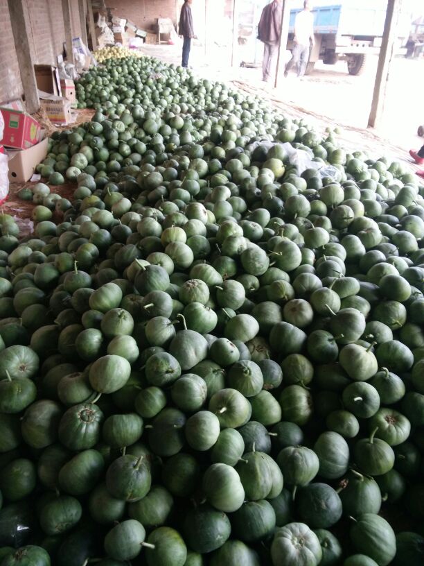 河北唐山市乐亭县绿宝甜瓜 0.3斤以上批发_张