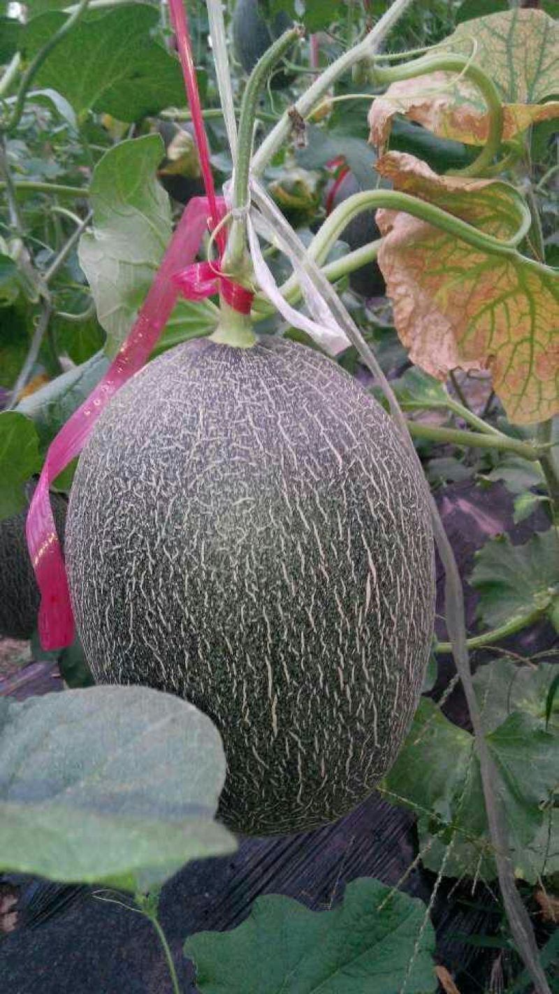 西州蜜瓜