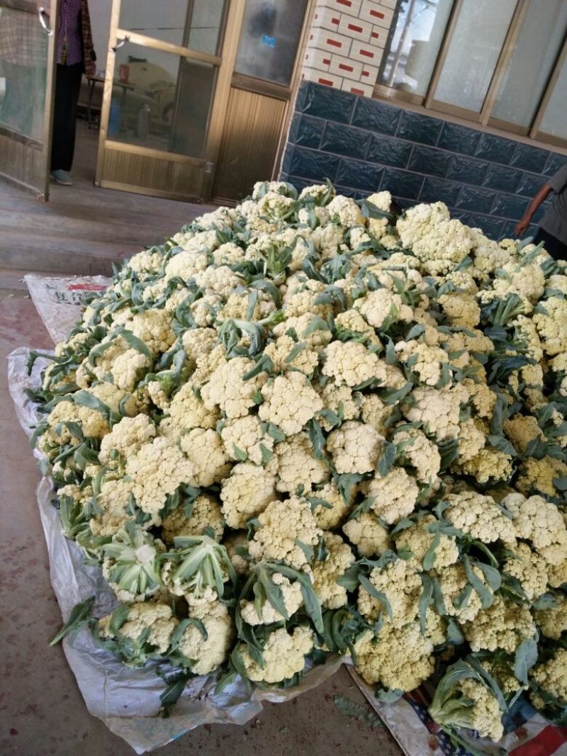 有机菜花青梗，米黄色，批发零售！可视频看货，可全国发