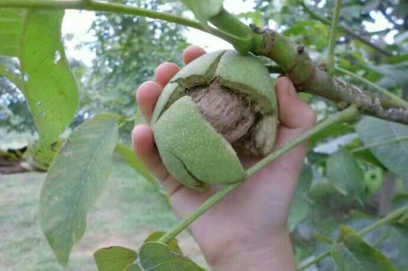 野生核桃青皮