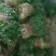 大叶香菜15~20厘米以上