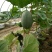 西州蜜瓜3斤以上椭圆形