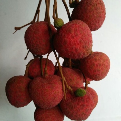 福建漳州市云霄县黑叶荔枝 2cm以上批发_陈进