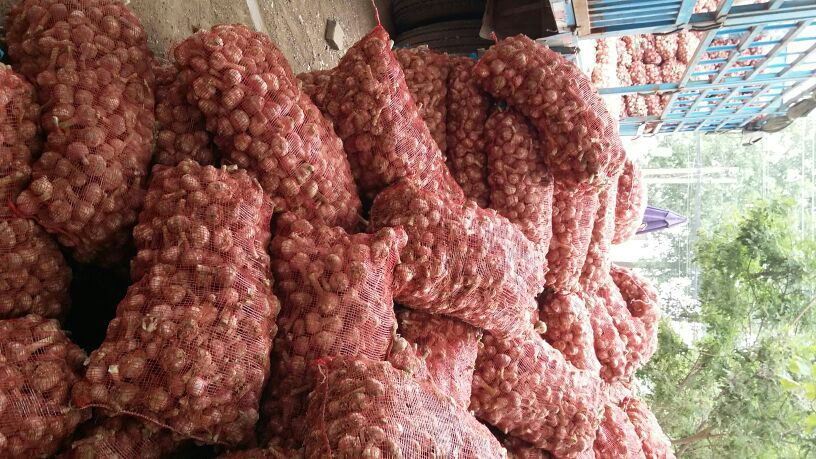 鲜蒜河南开封市杞县_批发_供应-一亩田农业网