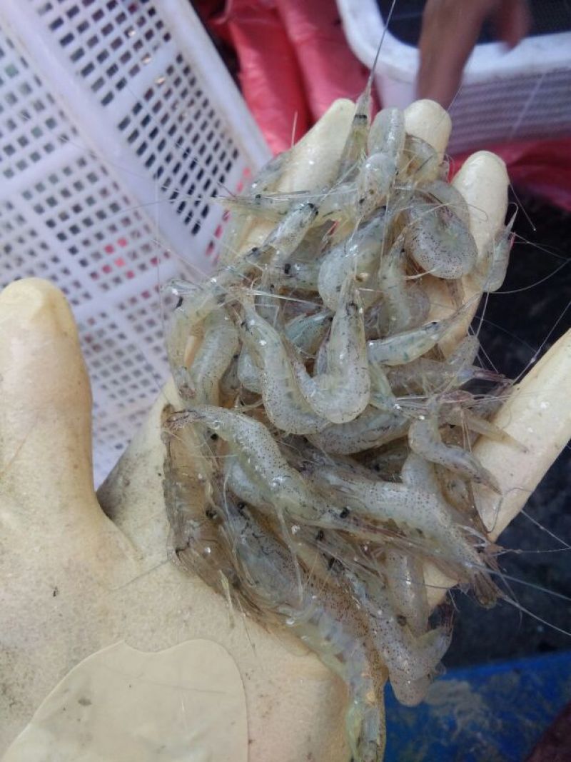 河虾冰鲜虾26~30只/kg