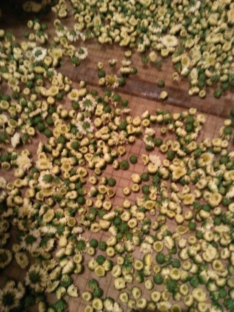 杭州白菊散装