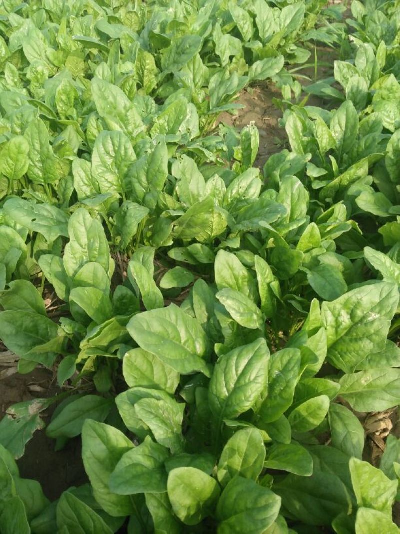大叶菠菜15~20厘米
