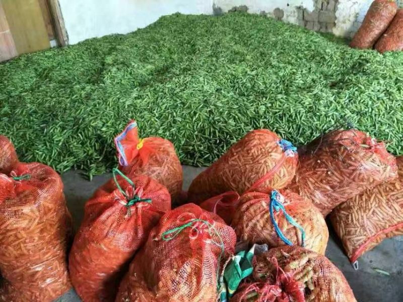 长寿仁甜脆豌豆云南丽江大青豌豆单花单荚