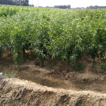 中秋蜜桃树苗80cm以上