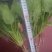 大叶菠菜20~25厘米