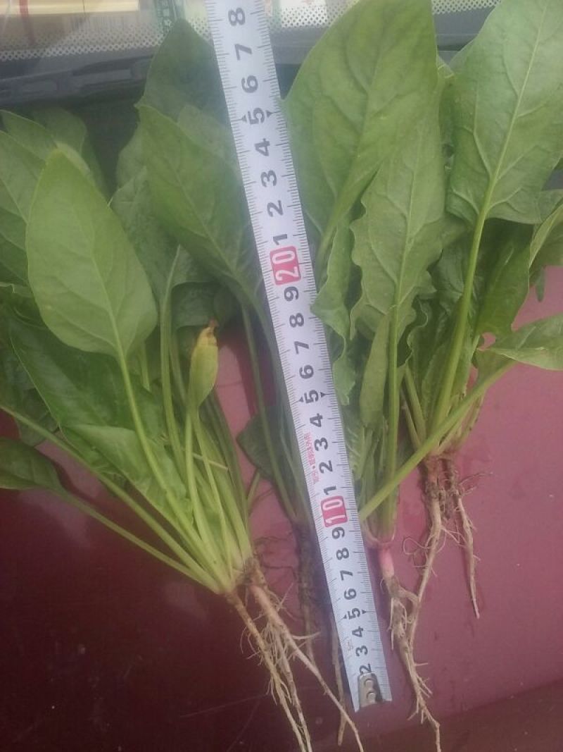 大叶菠菜20~25厘米