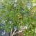 园蓝蓝莓2~4mm以上
