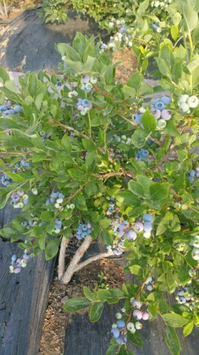 园蓝蓝莓2~4mm以上