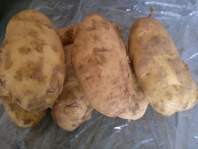 土豆3两以上，荷兰十五土豆冷库开始出库