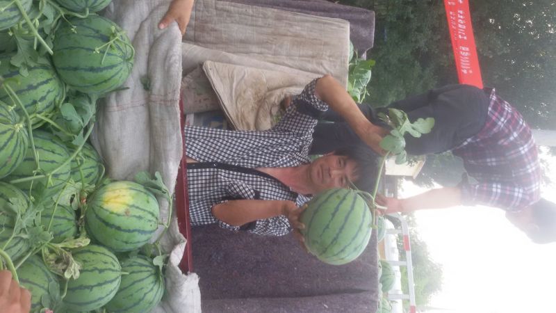京欣西瓜5斤打底8成熟1茬西瓜簿皮，