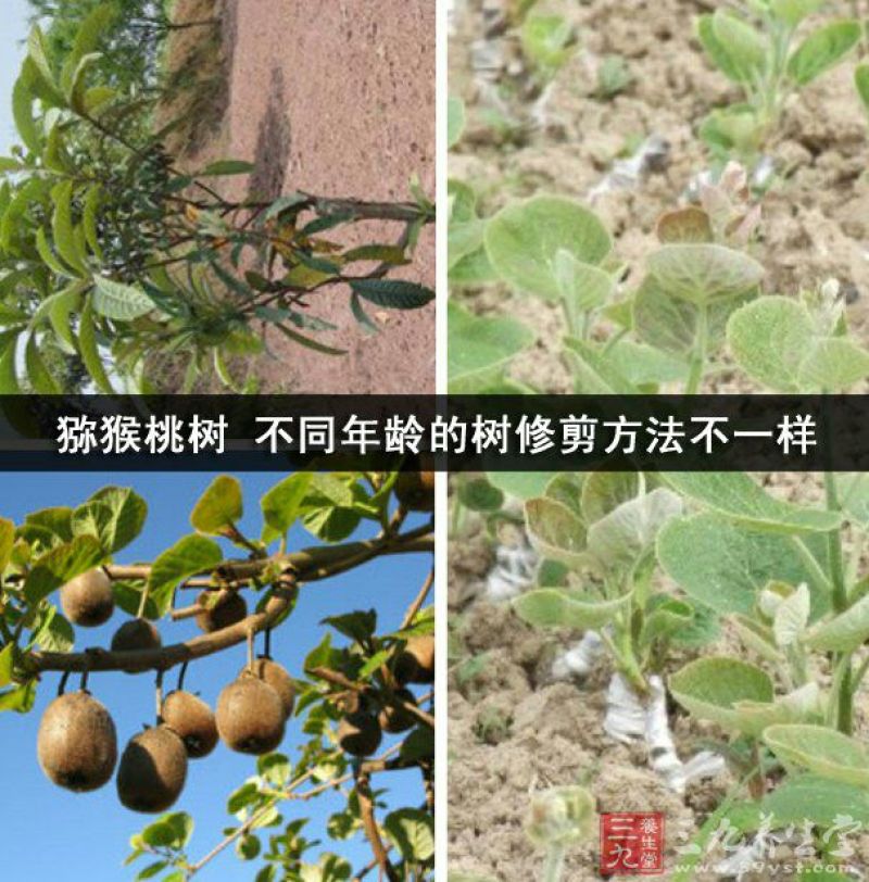猕猴桃苗红心猕猴桃苗猕猴桃实生苗泰山一号猕猴桃苗