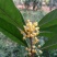 【推荐】桂花苗桂花大小苗产地直销成活率高量大从优
