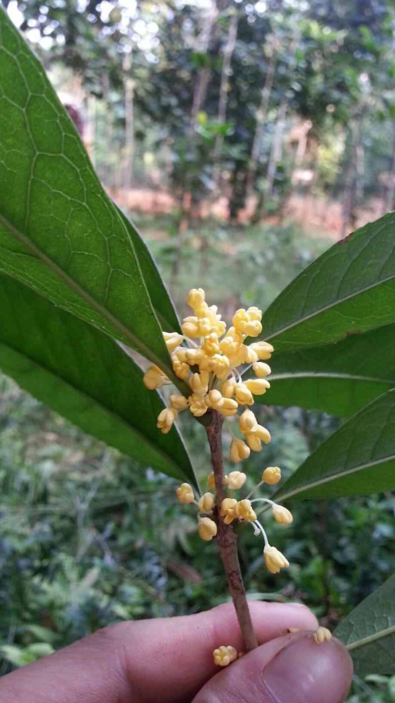 【推荐】桂花苗桂花大小苗产地直销成活率高量大从优