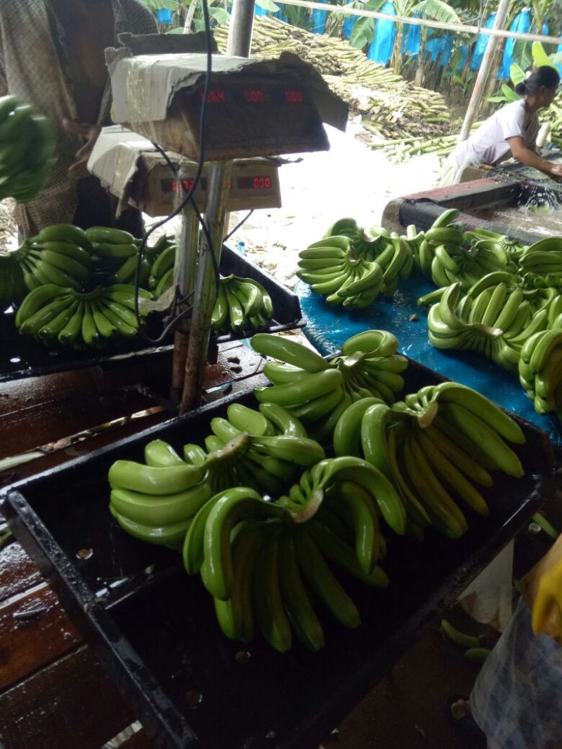 巴西香蕉七成熟