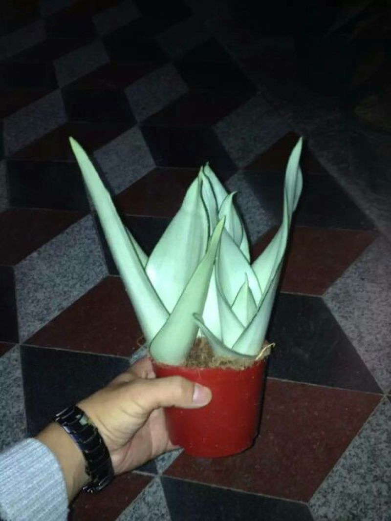 虎皮兰