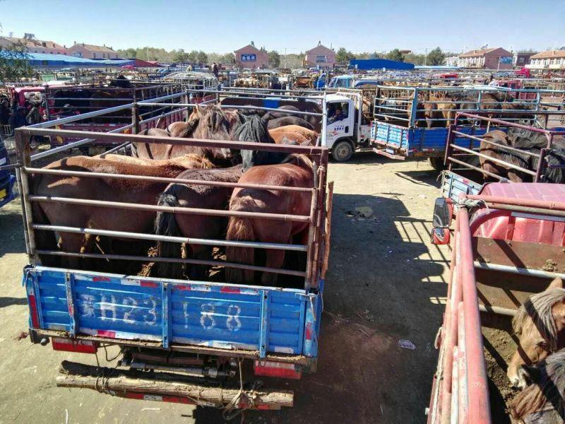 蒙古马200~300kg