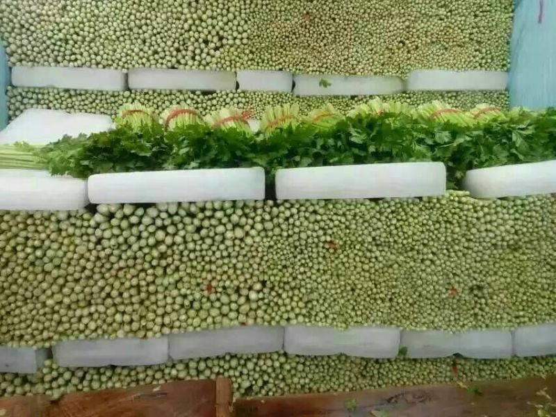 西安市阎良区上市了西芹55cm以上西吉芹菜