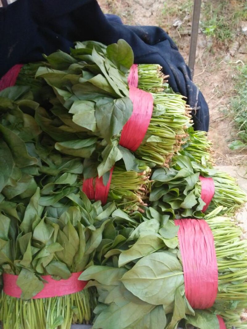 大叶菠菜20~25厘米