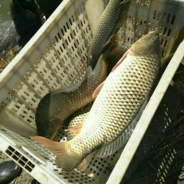 河鲤鱼食用3公斤以上