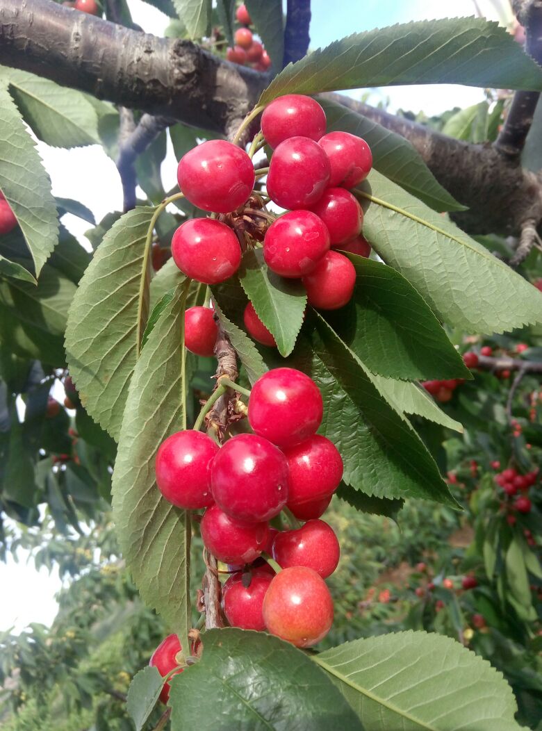 山东烟台市福山区樱桃 20mm以上批发_张海英