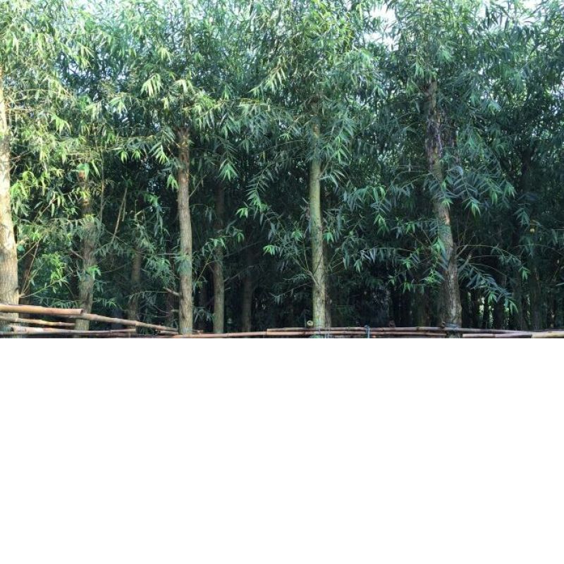 香樟12~14cm12~14cm3.5~4米
